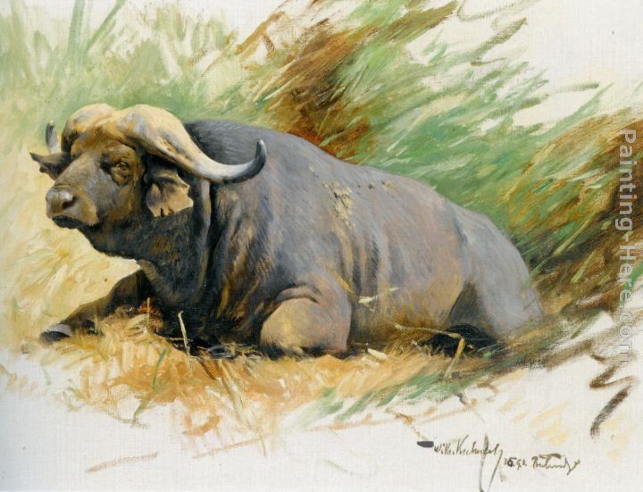 Wilhelm Kuhnert Studie Eines Kafferbuffels